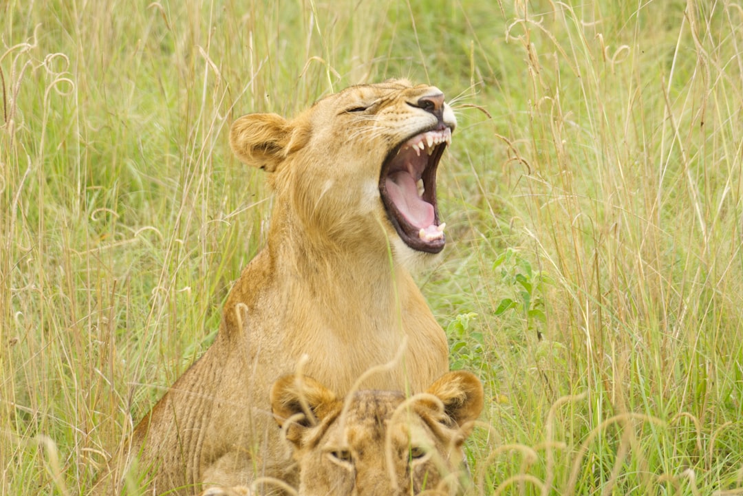 Photo Sharp teeth